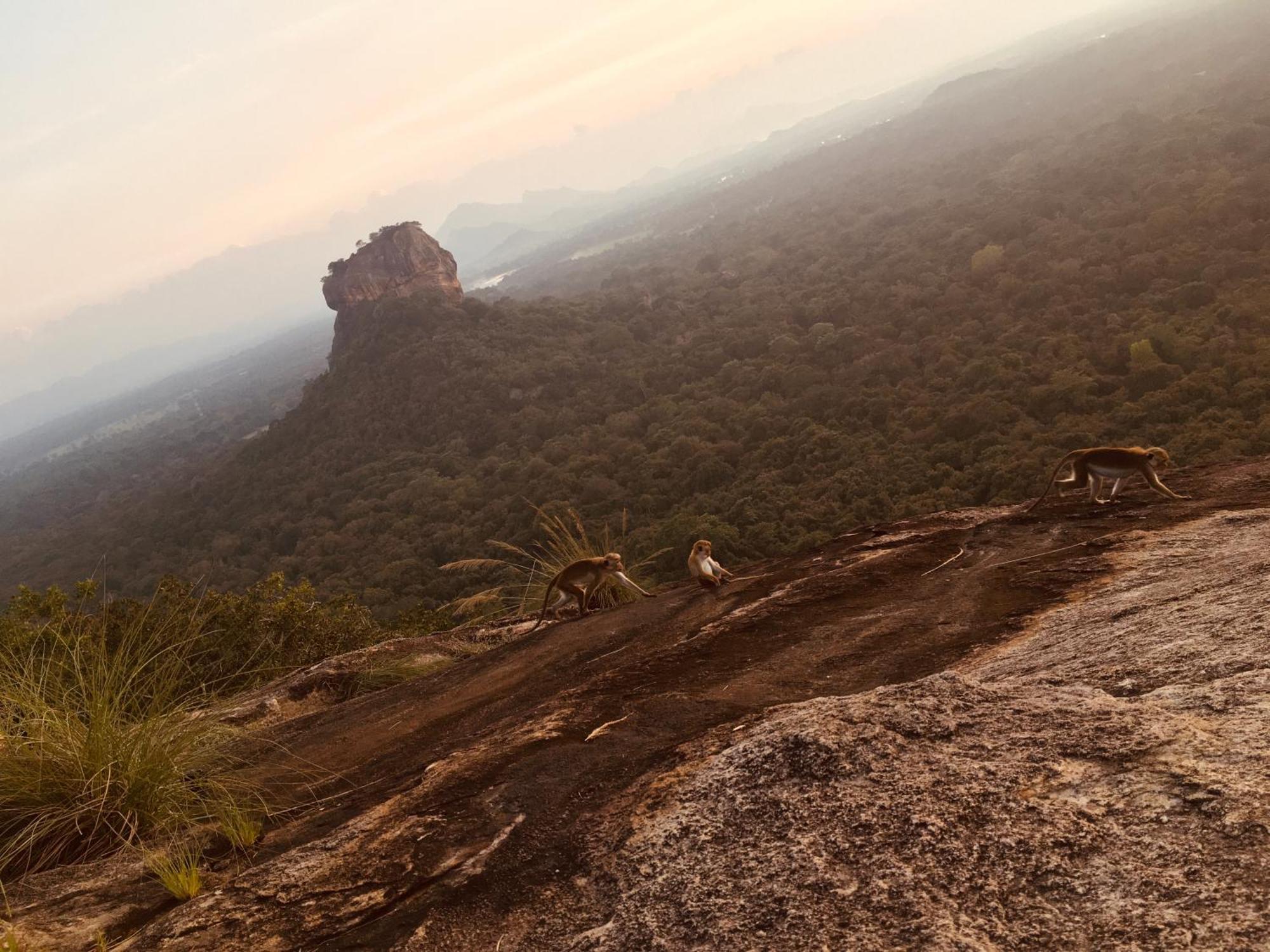 Hotel Sigiriya Kele 외부 사진